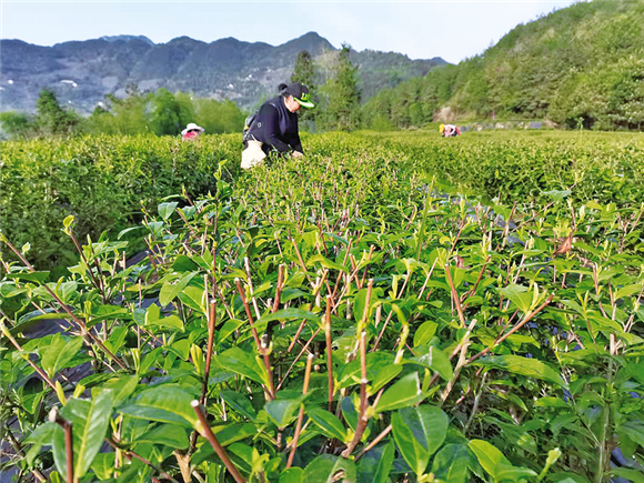 村民采摘茶叶。大进镇供图