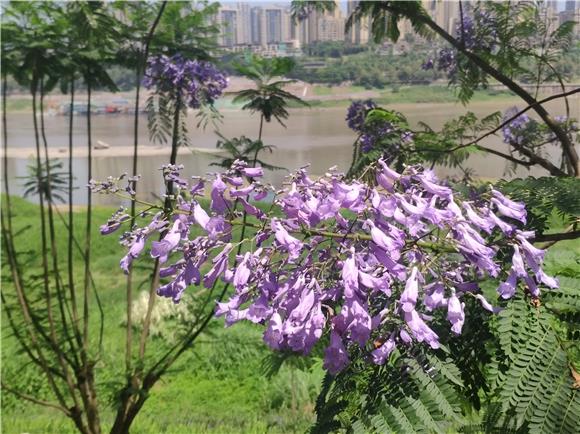 一株株蓝花楹盛放在长江岸边  通讯员 范永根 摄