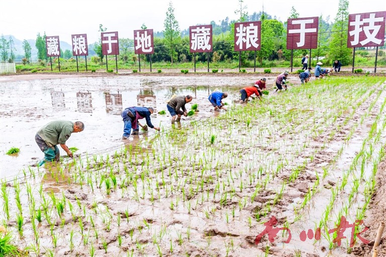 大观镇铁桥村村民在水稻实验田里插秧。特约通讯员 夏于洪 摄