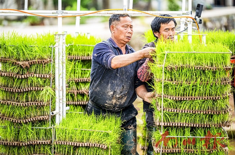 兴隆镇金花村村民将秧盘放置在插秧机上。记者 甘昊旻 摄