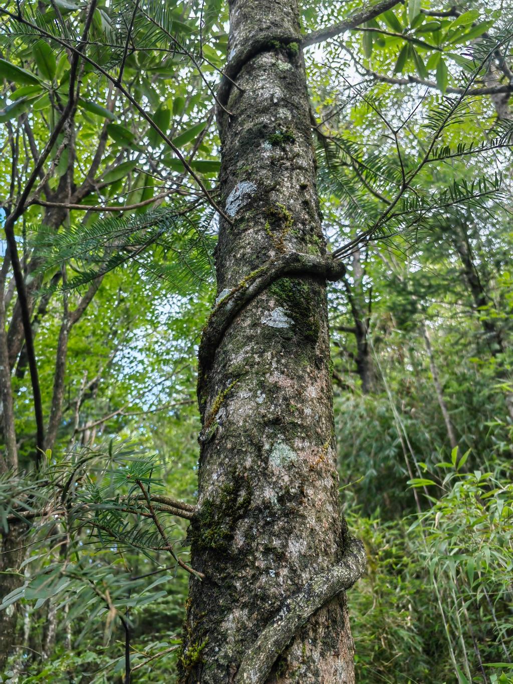 国家二级保护植物秦岭冷杉。 周厚林摄