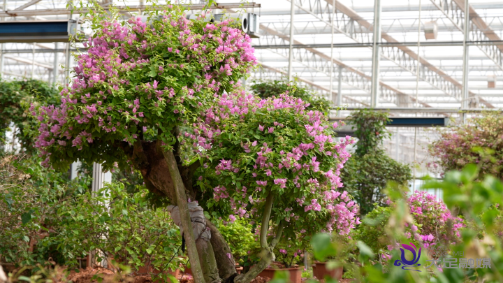 三角梅种植基地。