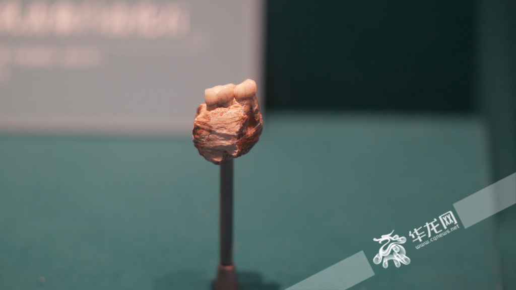 The fossilized mandible of the Wushan apeman of the Early Paleolithic Period.