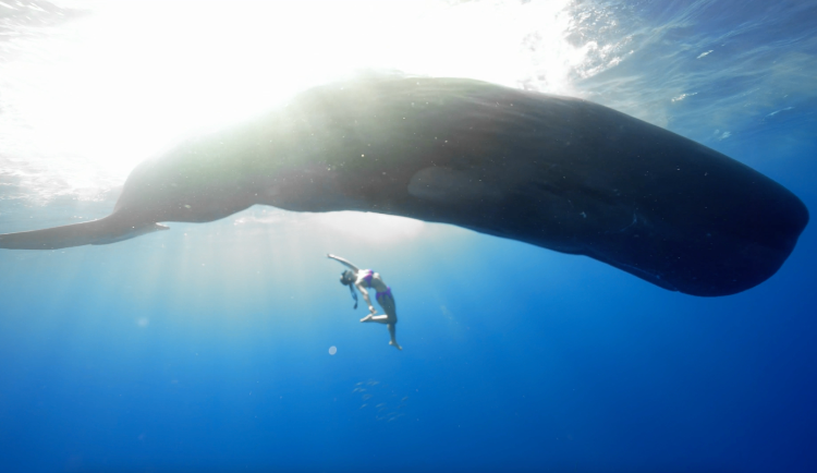 Xie Binzhu freely diving with no fins with the sperm whale. (Photo provided by the interviewee)