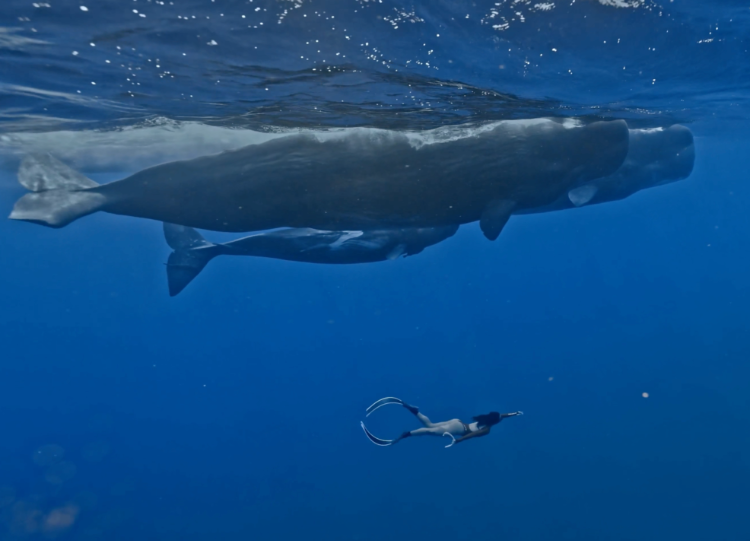 Xie Binzhu swimming with the sperm whale “family”. (Photo provided by the interviewee)