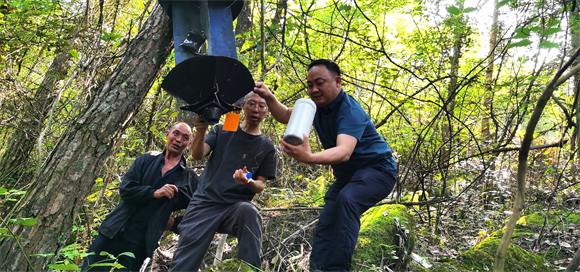 林业有害生物监测。受访者供图 华龙网发