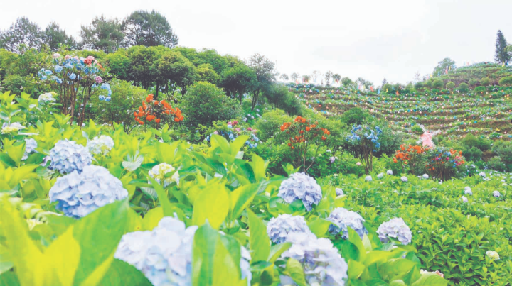 绣球花海如梦似幻。资料图