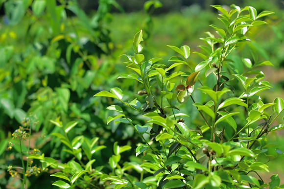 油茶基地的油茶树挂上了鲜果。通讯员 吴华摄