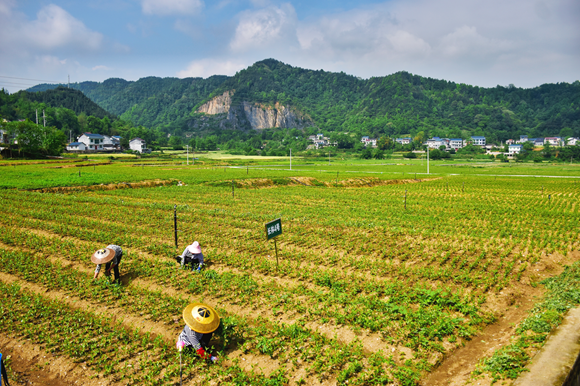 村民正在油茶育苗基地除草。通讯员 吴华 摄