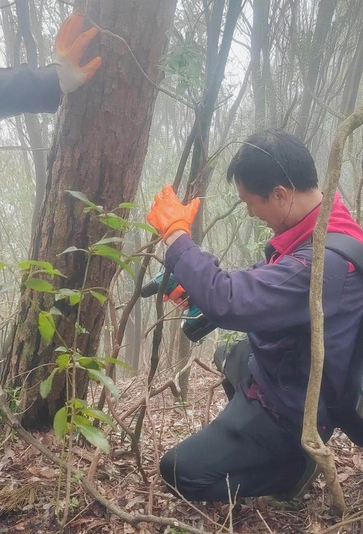 工作人员正在对银杉打孔注药。南川区森林病虫防治中心供图 华龙网发