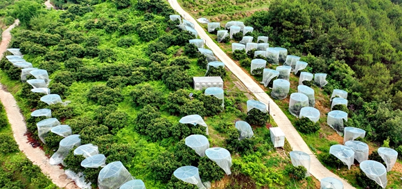 杨梅基地航拍。记者 贺宝胜 摄