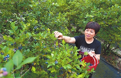 聚奎镇高碑村，游客在采摘蓝莓。 记者 向成国 摄