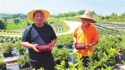 礼让镇玉石村，农户在展示新鲜的蓝莓，脸上洋溢着丰收的喜悦。记者 孙莎莎 摄