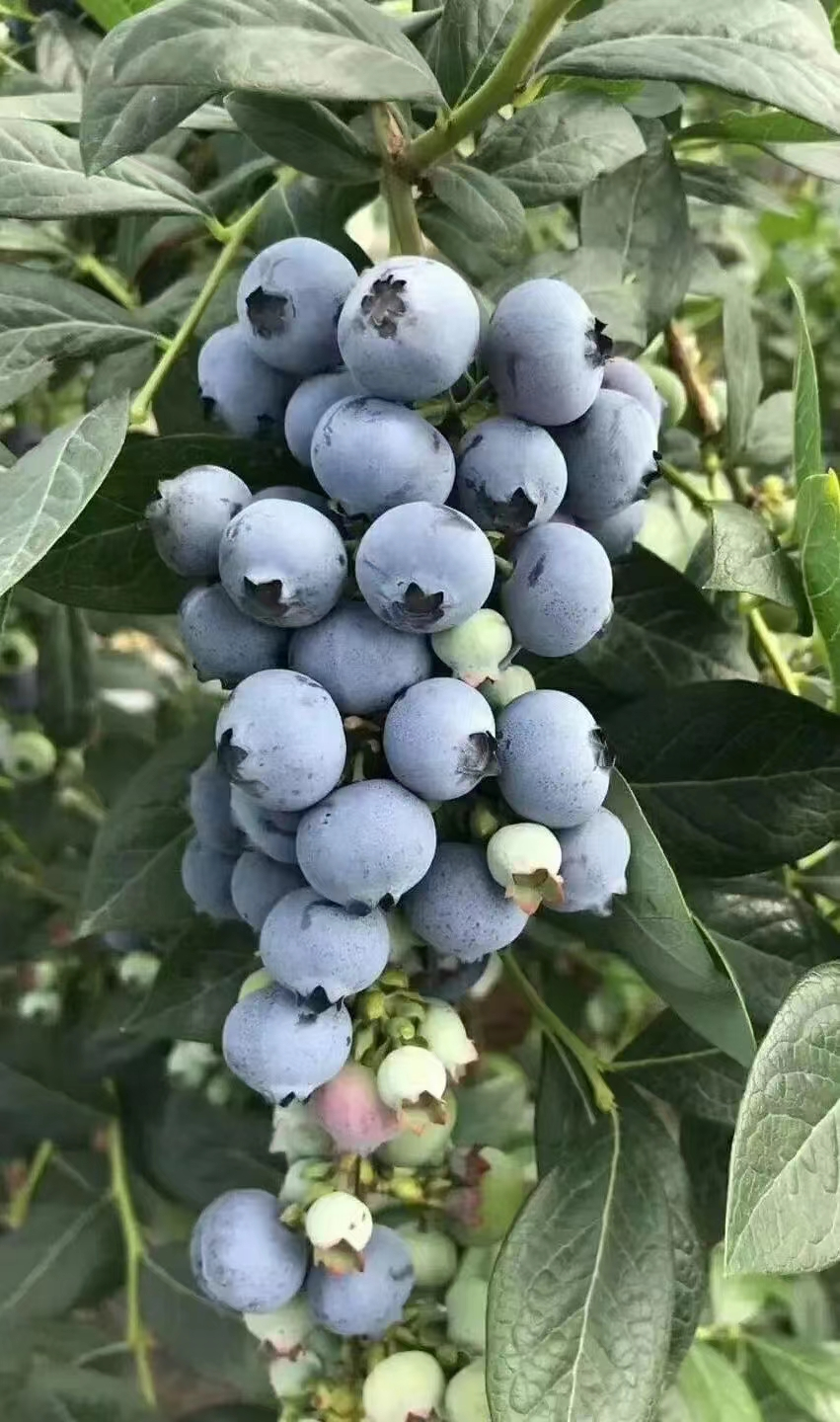 Ripe blueberries on branches (Photo provided by Song Wenli)