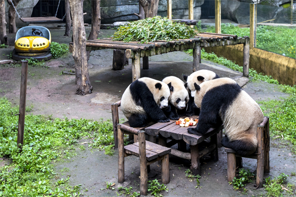 重庆动物园可爱的熊猫。杨孟 摄