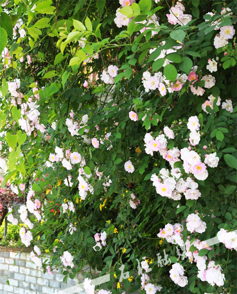 Roses are in full bloom. (Photographed by Chen Jing and Li Chao)