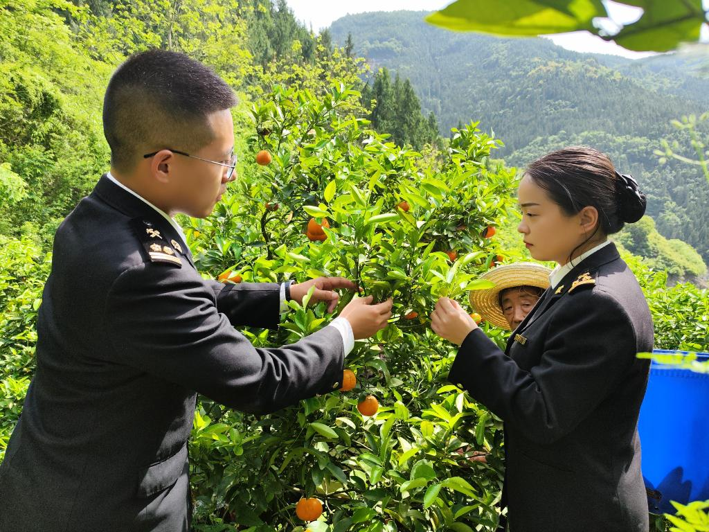 Chongqing Customs officers went to the orchard to supervise on-site. (Photo provided by Chongqing Customs District P.R. China)