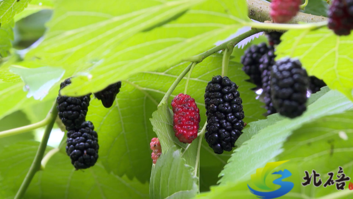 Branches laden with sweet mulberries