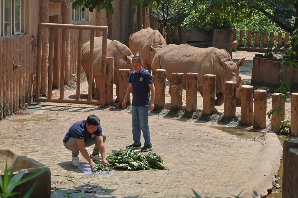 Photo of the staff preparing "rice dumplings" for the rhino (Photographed by Zhang Xiufeng)