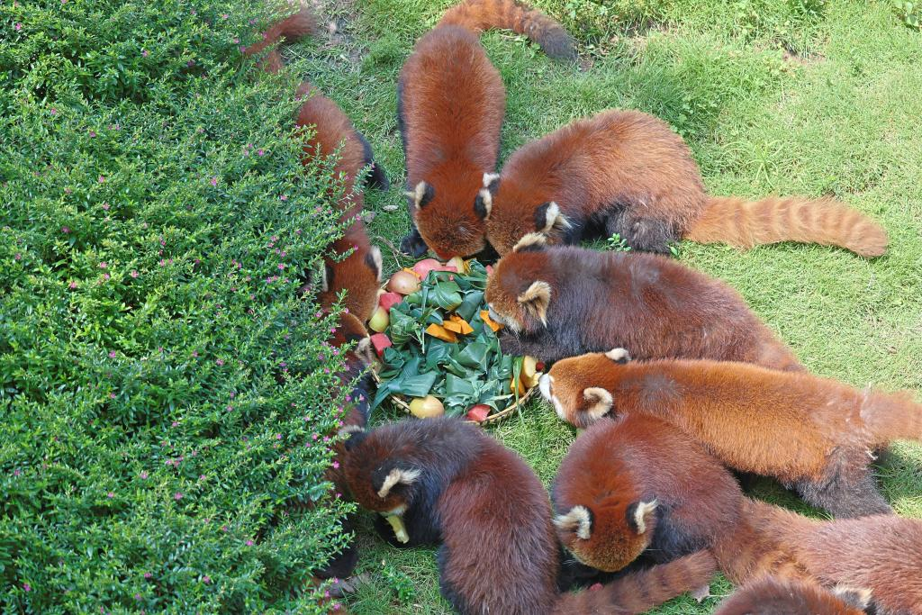 Photo of small pandas eating "rice dumplings" (Photographed by Zhang Xiufeng)