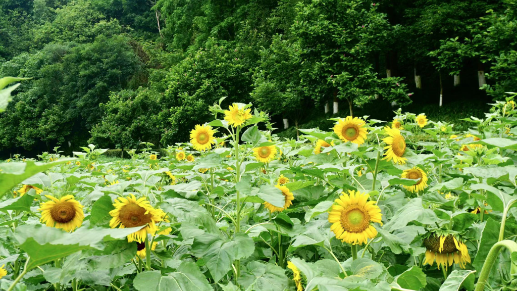 Sunflowers (Photo provided by the interviewee)