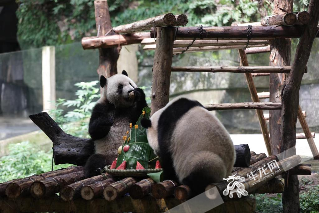 "Xingxing" and "Chenchen" were enjoying birthday cake.