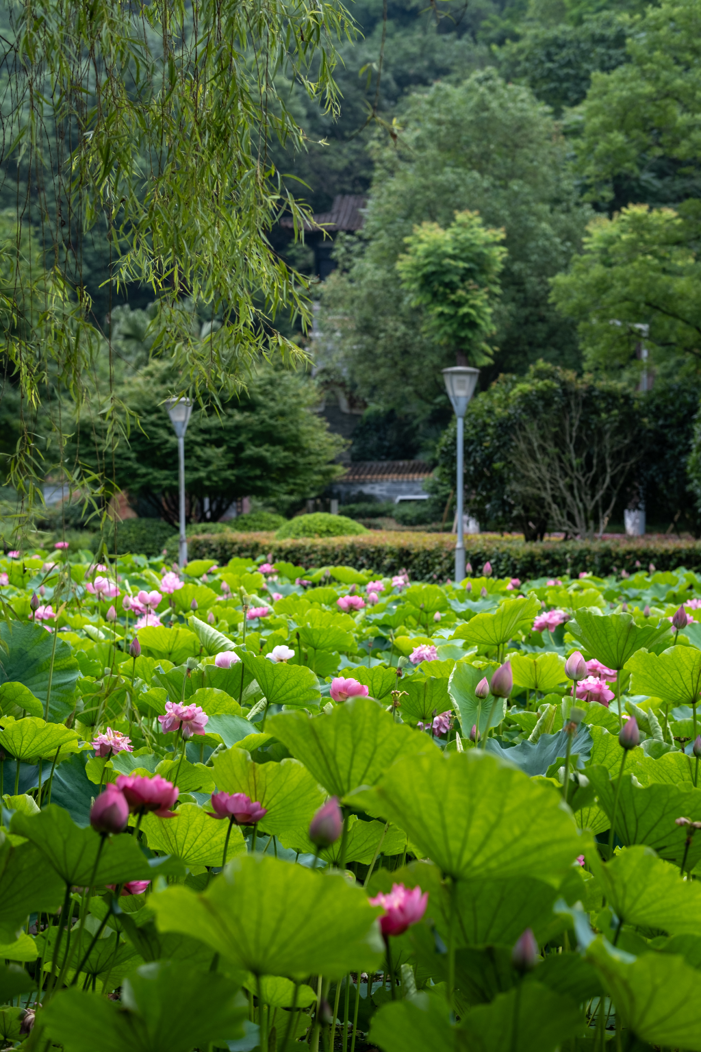 Lotus flowers in Chongqing Garden Expo Park (Photo provided by the interviewee)