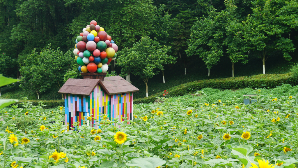 Sunflowers in Chongqing Garden Expo Park in full bloom (Photo provided by the interviewee)