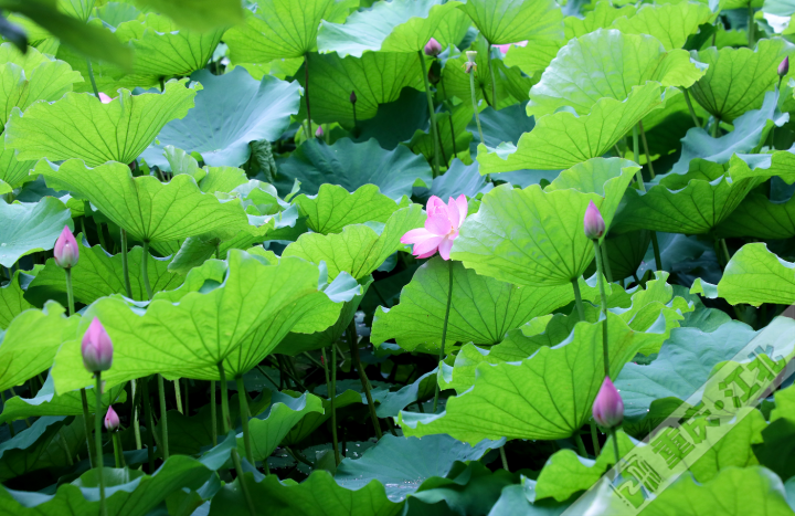 The lotus shoots have just emerged. (Photo provided by Cao Jian)