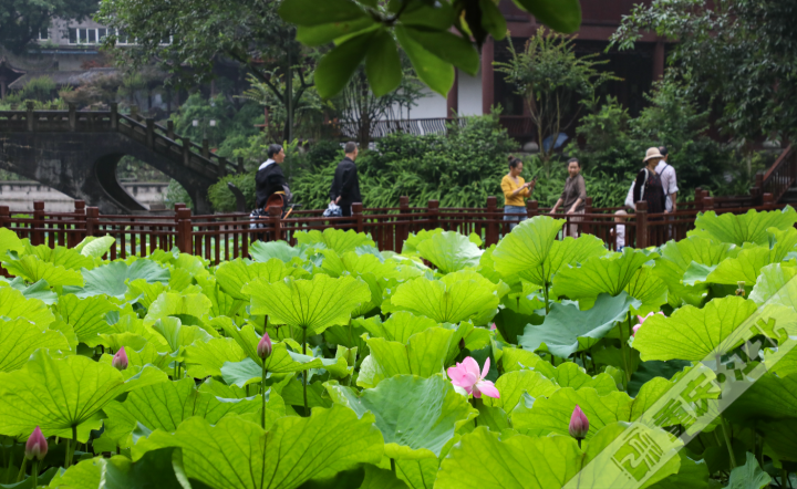 Citizens enjoy the lotus flowers up close. (Photo provided by Cao Jian)