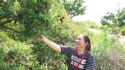 安胜镇龙印村，市民在开心地采摘杨梅。 记者 周旋 摄