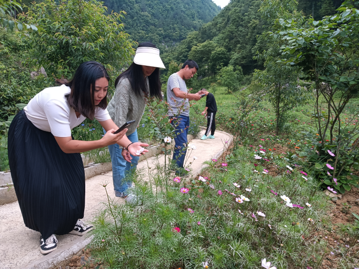 市民赏花拍照打卡。