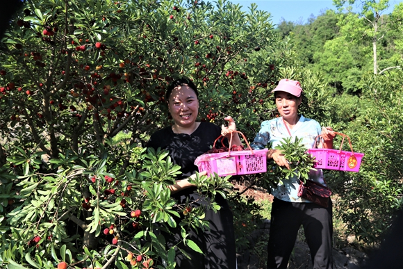 游客提着篮子穿梭在杨梅基地。