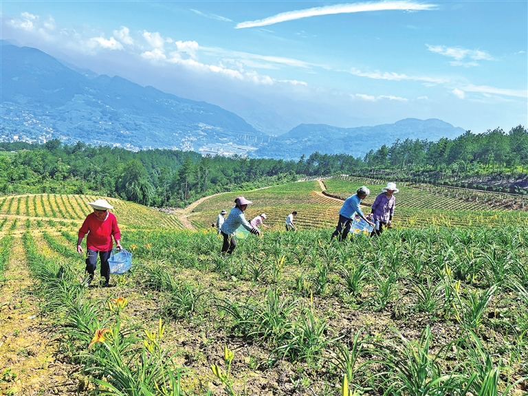 村民们穿梭在田间地头采摘黄花菜。记者 王艺 供图