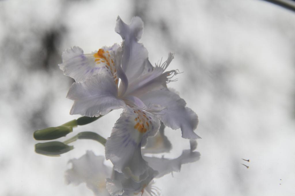 李欣颖《镜花重影》