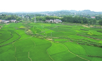 金带街道仁和村，错落有致的村舍与阡陌纵横的稻田相映成趣，构成一幅夏日田园画卷。记者向成国 摄