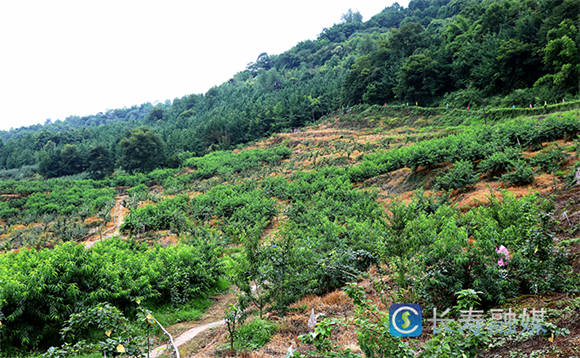 漫山遍野的桃树郁郁葱葱。记者 李辉 供图