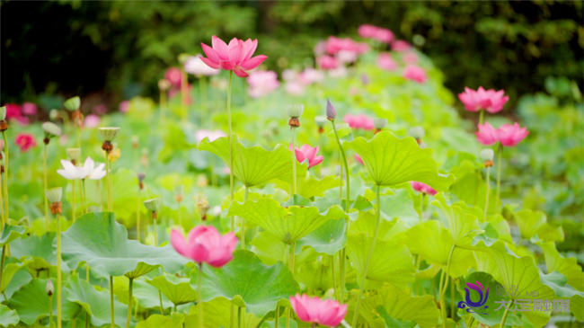 The beautiful lotus flowers (Photo provided by Converged Media Center of Dadu District) 