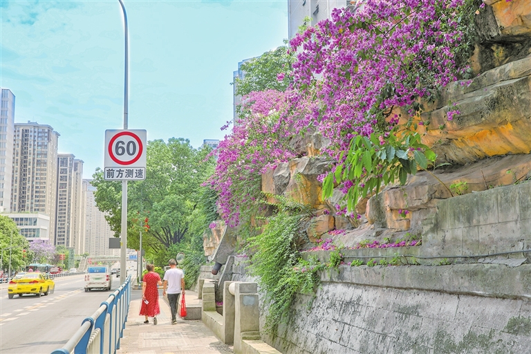 海尔路旁，盛开的三角梅，成为市民游客随处可见的风景。记者 曹检 摄