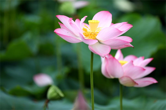 Lotus flowers in full bloom (Photographed by Zhang Chengjie, Tan Xingwang, and Sun Zhen)