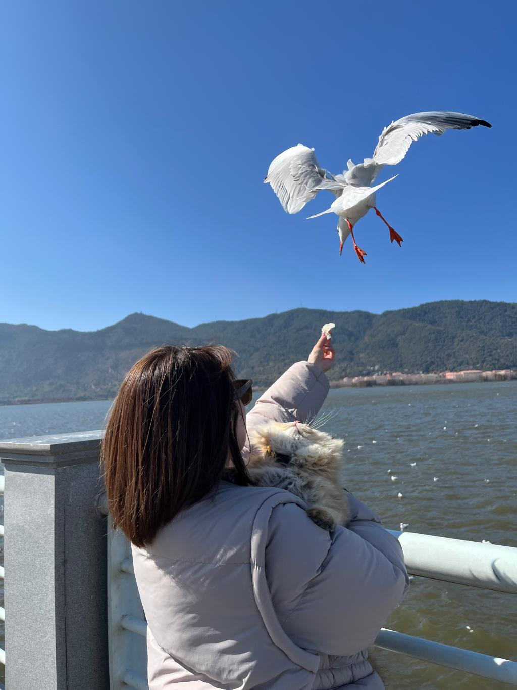 Lulu seeing seagulls in Kunming (Photo provided by the interviewee)