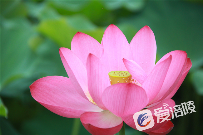 A reddish-pink lotus flower (Photo provided by Fuling Convergence Media Center)