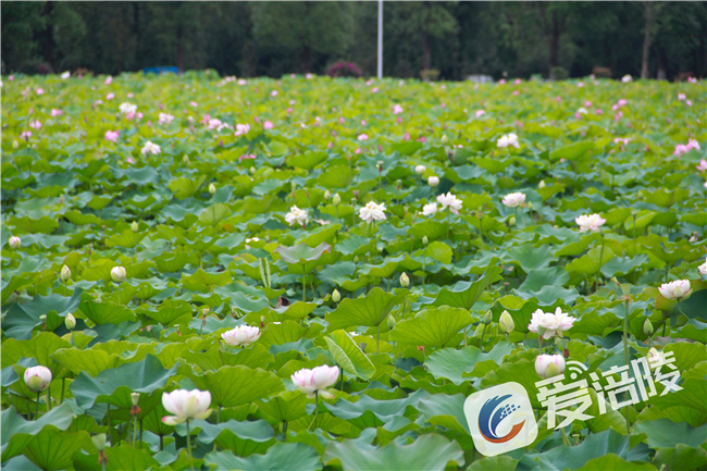 A pond of lotus flowers (Photo provided by Fuling Convergence Media Center)