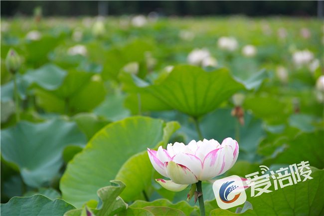 A white lotus flower (Photo provided by Fuling Convergence Media Center)