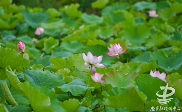 朵朵荷花绽放。忠县融媒体中心供图