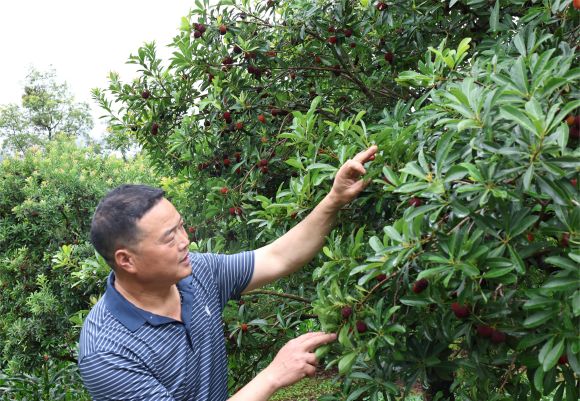 李宗勤在检查杨梅果生长情况。陈楚瑜 摄