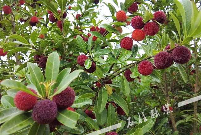 The trees are dripping with bright red and juicy waxberries. (Photographed by Tan Yanbo / Shizhu Converged Media Center)