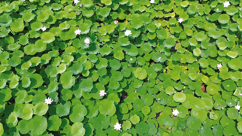 The delicate lotus flowers bloom among the lotus leaves. (Photographed by Tan Wei) 