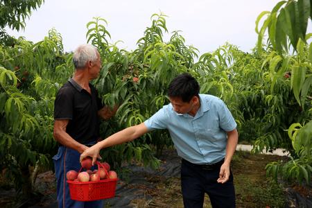 三角镇东岳村桃园，游客正在采摘桃子。记者 张梦寒 摄