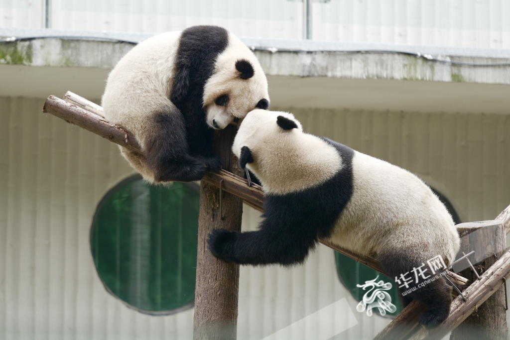 The giant pandas in Chongqing Zoo attracted many visitors.